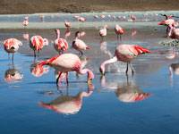 Fenicotteri rosa alla laguna Hedionda
