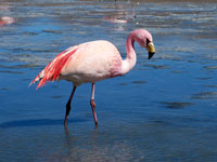 Fenicottero rosa alla laguna Hedionda