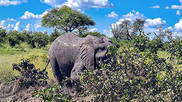 Elefante in una pozza presso il fiume Khwai