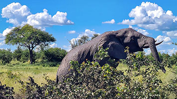 Elefante in una pozza presso il fiume Khwai 2