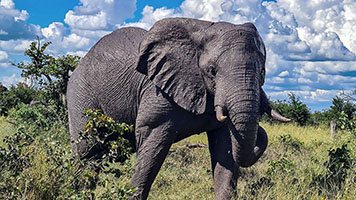 Elefante presso il fiume Khwai