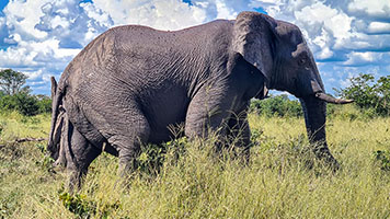 Elefante presso il fiume Khwai 2