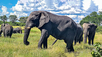 Elefante presso il fiume Khwai 3