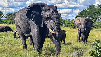 Elefante presso il fiume Khwai 4