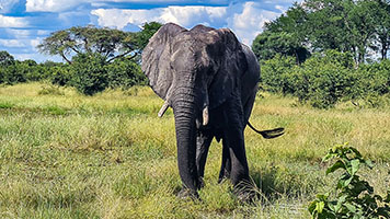 Elefante presso il fiume Khwai 5