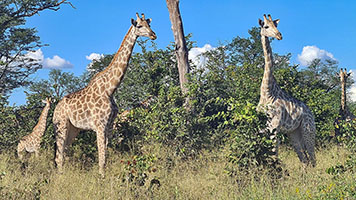 Giraffe presso il fiume Khwai 1