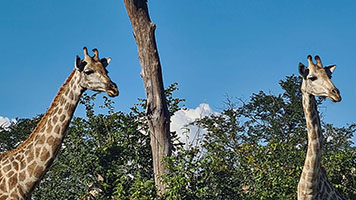 Giraffe presso il fiume Khwai 2