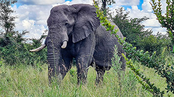 Elefante nel PN Khwai 1