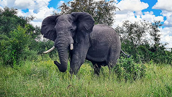 Elefante nel PN Khwai 2