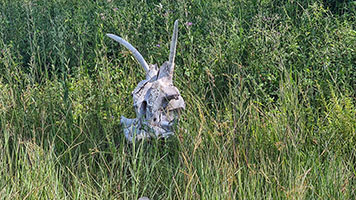 Teschio di ippopotamo lungo il fiume Khwai