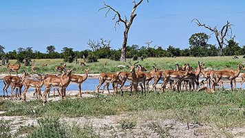 Gazzelle al Savuti NP 