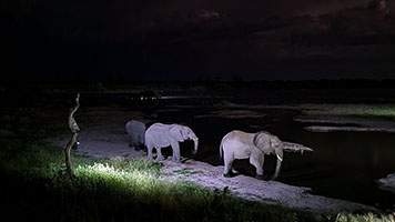 IElefanti alla pozza presso il Thobolo Bush Lodge