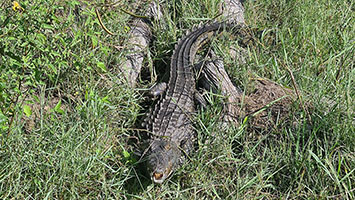 Coccodrillo presso il fiume Chobe