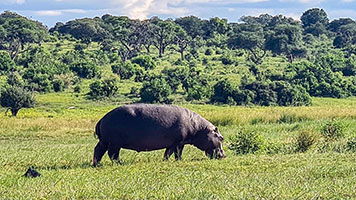 Ippopotamo su di un isolotto del fiume Chobe