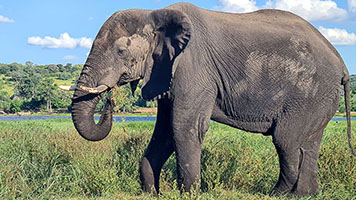 Elefante solitario su di un isolotto del fiume Chobe