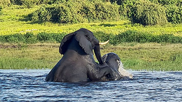 Giovani elefanti giocano nel fiume Chobe