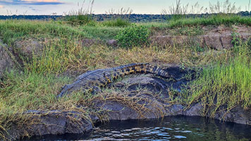 Coccodrillo sulla sponda del fiume Chobe