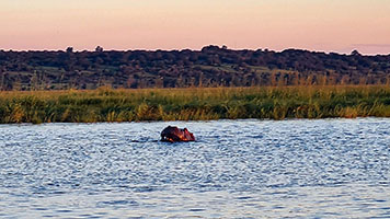 Ippopotamo a nuoto lungo il fiume Chobe