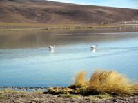 Fenicotteri alla laguna Santa Rosa