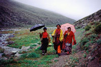 Un lama a passeggio attorno al Kailash