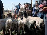 Vendita di capre al mercato domenicale del bestiame di Kashgar