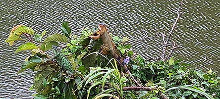 Iguane nei pressi della laguna Arenal