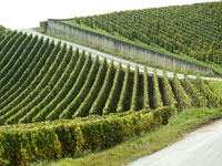 Vigneti a Epernay