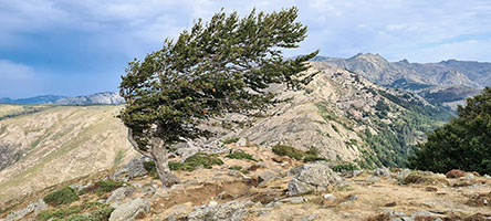 Albero deformato dal vento a Bocca San Petru