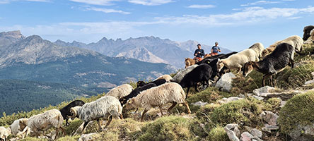 Pastori corsi a Serra San Tomaghiu