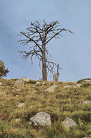 Scheletro di pino laricio