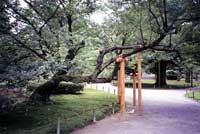 Sostegni per alberi nel giardino di Kanazawa
