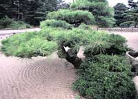 Pino nano del giardino di Ritsurin-koen a Takamatsu, isola di Shikoku