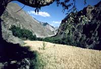Un campo di grano nella valle di Dah