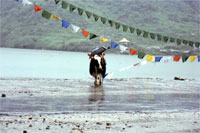 Yak al al lago di Tsango