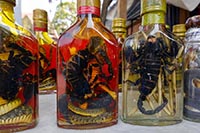 Liquore di riso al serpente e allo scorpione nel villaggio di Ban Xang Hai