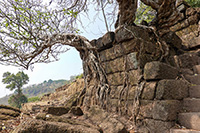 Alberi rampicanti a Wat Phou