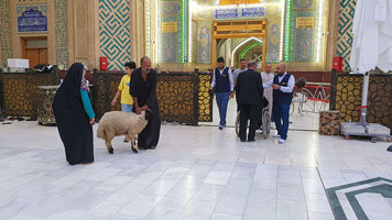 Capro sacrificale per il defunto presso il santuario dell'Imam Ali a Najaf