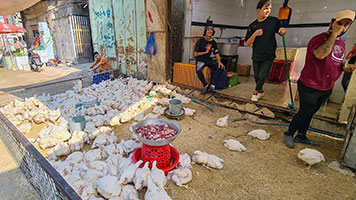 Vendita polli nel Suq di Bassora