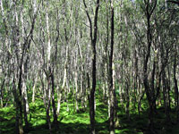 Foresta a Glendalough