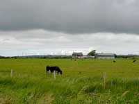 Mucche nei verdi pascoli d'Irlanda