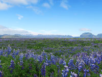 Lupini in fiore a giugno in Islanda