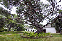 Il grande pino piantato da Garibaldi nel suo cortile