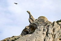 Roccia zoomorfa sul monte Arbuticci a Caprera