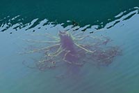 Tronco sommerso nel lago di Kolsai inferiore