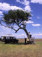 Riposo all'ombra di un'acacia al Mara