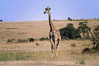 Giraffe al Masai Mara