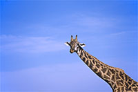 Collo di giraffa al Masai Mara