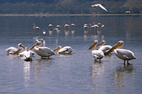 Pellicani e fenicotteri al lago Nakuru