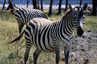 Zebre al Nakuru