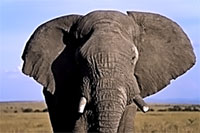 Elefante solitario al Masai Mara